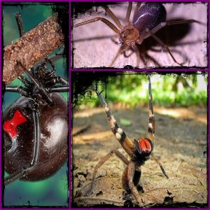 As aranhas mais perigosas do Brasil e sua importância médica