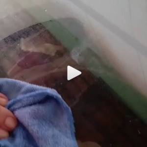 Dois furões foram encontrados dentro de uma máquina de lavar em cidade da grande BH.