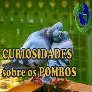Curiosidades sobre os pombos