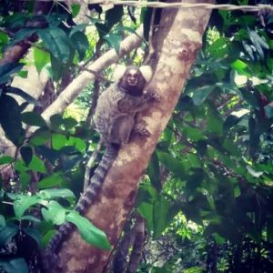 Saguins em busca de alimentos