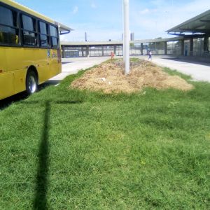 Capim não foi recolhido como prometeram