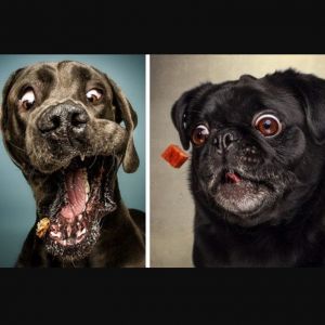 Fotos engraçadas mostram cães tentando pegar comida no ar