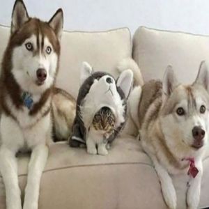 Há um impostor entre nós