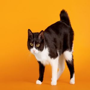 O Bobtail Japonês – Um raro gato com cauda de coelho