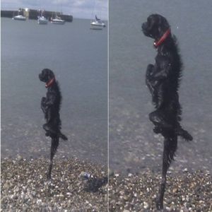 50 fotos que precisamos de instruções separadas para entender