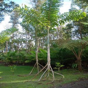 Conheça as incríveis árvores caminhantes