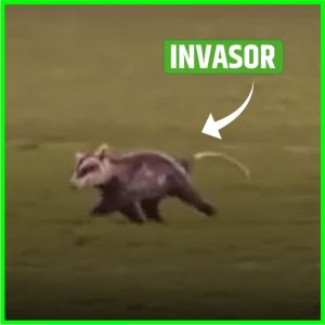 Gambá invade campo em partida da Série B do Brasileirão. Assista!