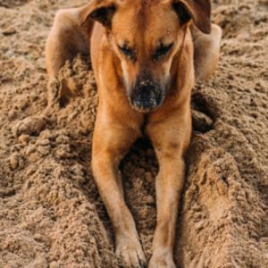 Por Que os Cães Têm o Hábito de Ficar Cavando? Descubra as Fascinantes Razões por Trás desse Comportamento