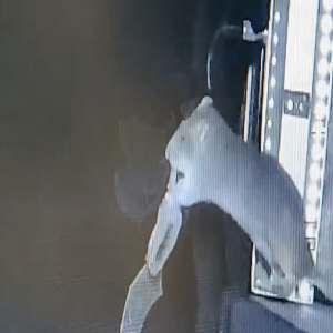 Ratazanas são flagradas predando morcegos na Alemanha