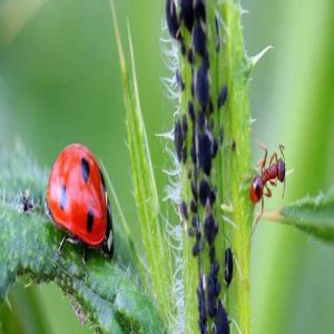 Como fazer inseticida com sabão azul e branco