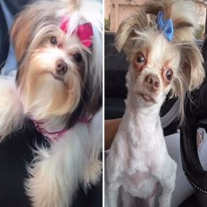 Cães antes e depois de sua tosa #4