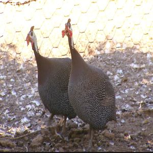 Pode não: Justiça proíbe condomínio de usar galinhas-d’angola para combater infestação de escorpiões em Presidente Prudente