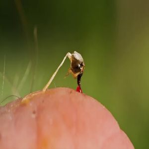 Desvendando a verdade sobre alguns dos mitos mais contados #4