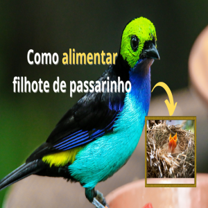 Como Alimentar Filhote de Passarinho
