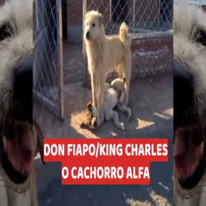 Don Fiapo (King Charles): o cachorro mais respeitado da internet