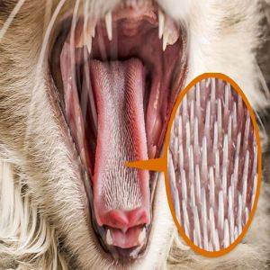 Por que a língua do gato é áspera?