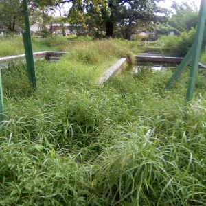 Mato na Exposição de Animais