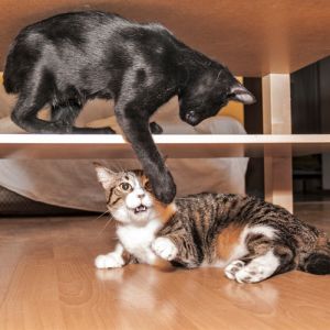 Por que os gatos fazem tanto barulho durante a noite?