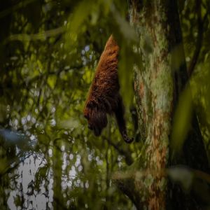 Projeto inovador busca monitorar e proteger os bugios