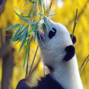Animais carnívoros começam a sumir em toda a área da conservação de pandas