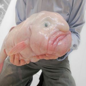 Os 31 animais mais estranhos que você provavelmente não conhecia