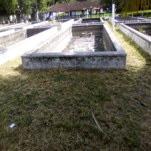 Mato dentro da exposição foi cortado (Antes e Depois)