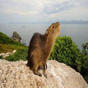 O mamífero mais raro do mundo?