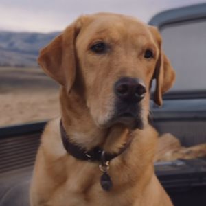 A ligação emocional do cachorro com o cavalo 