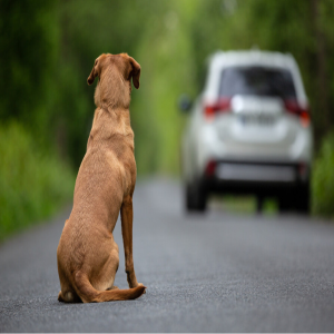 Mobilização nacional alerta para crueldade animal