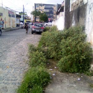 Muito mato na calçada