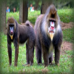 Os exemplos mais extremos de diferenças entre machos e fêmeas na natureza