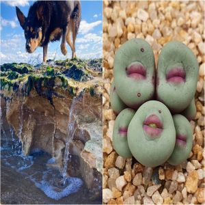 14 Fotos que parecem 100% normais até você olhar mais de perto