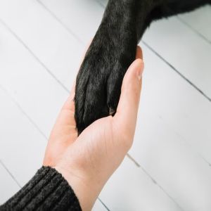 Pets: saiba como e por que é importante cortar as unhas do seu cachorro