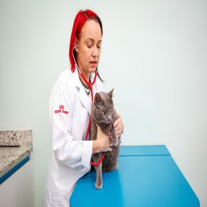 Outubro Rosa: 90% dos tumores que atingem os gatos são malignos