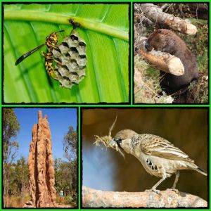 Descubra os 5 animais arquitetos da natureza