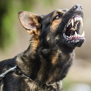 Cachorro agressivo é um problema