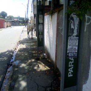 Cavalo doente e abandonado