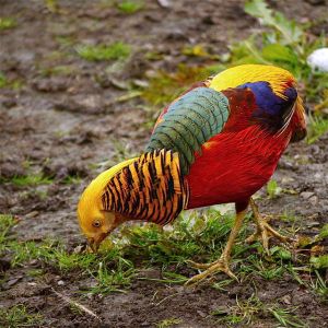 Confira algumas espécies de animais que você nunca viu antes #10