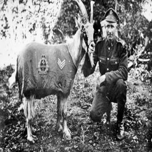 Os maiores guerreiros do mundo animal #6