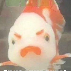 Peixe Palhaço é uma ova!