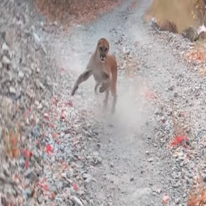 Homem filma enquanto é perseguido por um Puma