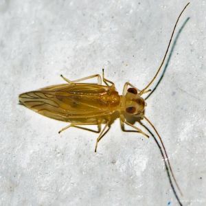 Top 5 os menores insetos do mundo