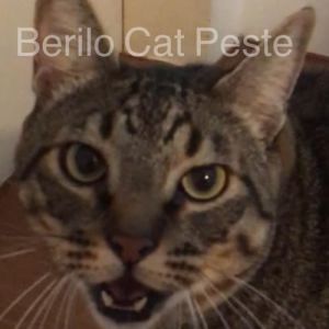 10 coisas que você precisa fazer pra testar a paciência do humano