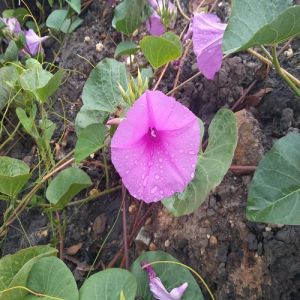 Quanto ao tempo apocalíptico