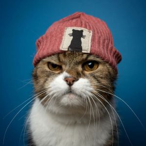 Fotógrafo mostra gatinhos que tem muita personalidade