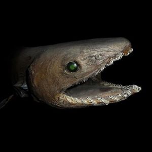 Conheça as criaturas muito esquisitas que vivem no fundo do mar