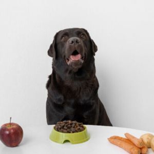 Imunidade Canina: Como é Possível Aumentar?