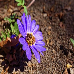 A complexa visão das abelhas