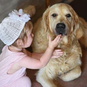 8 raças de cães mais carinhosas do mundo