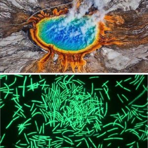 A ciência por trás dos exames de RT-PCR para a Covid-19